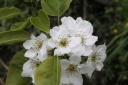 ナシ Mｙ Garden