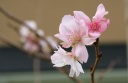 １０月桜