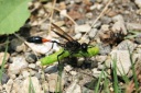 獲物を運ぶジガバチ（似我蜂）