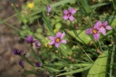 ニワゼキショウ(庭石菖)