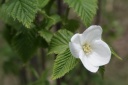 白山吹 草加より移植。 純白の花。