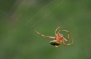 ワキグロサツマノミダマシ