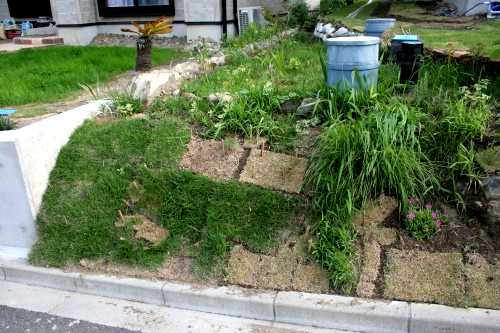 庭の花と虫