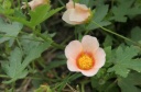 酔芙蓉