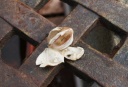 ?? My Garden