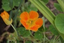 ナスタチウム（金蓮花）