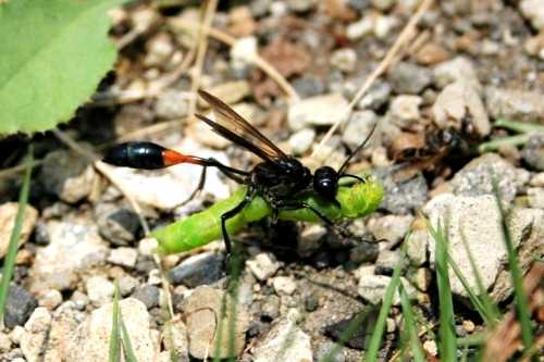 獲物を運ぶジガバチ（似我蜂）
