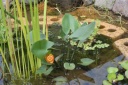 コウホネ（河骨）