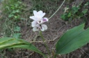 庭の花と虫