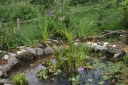カキツバタ、ホテイアオイ ９月下旬 My Garden