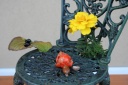 ２００８年秋 My Garden