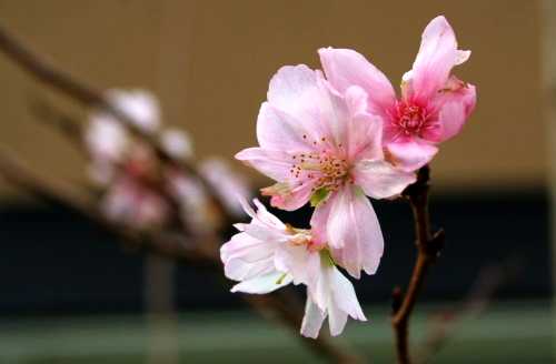 １０月桜