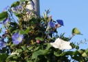 ２００８年秋 My Garden