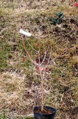 イロハモミジ ４月から５月にかけ、葉の展開直後に紅色の雄花と両性花が混在した花序を形成する。
