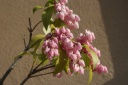 アセビ（馬酔木）