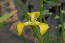 カキツバタ