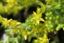 庭の花と虫