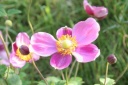 秋明菊