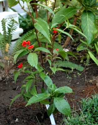 ２００９年１１月
