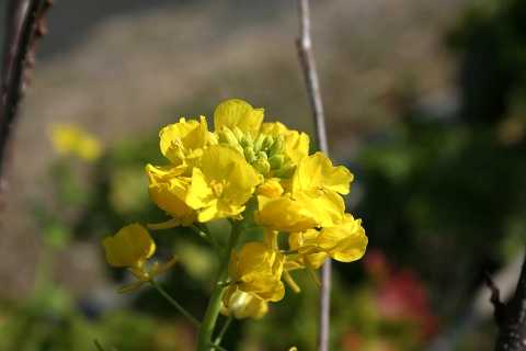 菜の花