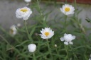 ヘリクリサム（花カンザシ）