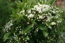 庭の花と虫
