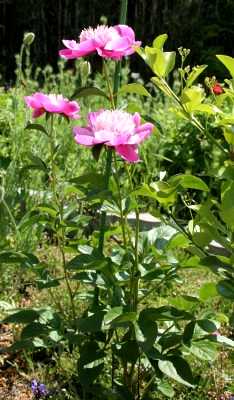 シャクヤク（芍薬）
