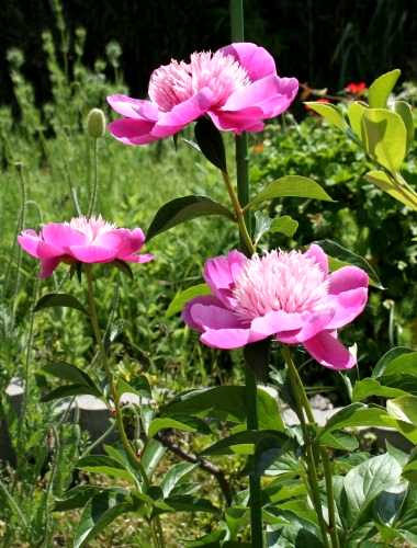 牡丹が「花王」と呼ばれるのに対し、芍薬は花の宰相、「花相」と呼ばれる。ボタンは木でシャクヤクは草。 ひとつの花茎に１花だけ咲かすようにし、腋に着いている小さな蕾は早めの掻き取り、先端の花だけ咲かせる。花がらを早めに摘み取る。 花が大きく、開花時に倒れやすいので、支柱をたてる。 植え付けは９月下旬から10月上旬ごろ。３～５芽着いた株を地表から10cmほど盛り上げて、芽の上に 土が５cmほどかぶる深さに植える。 株分けの際、あまり細かく分けずに、３～４芽ほどに分ける。
