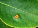 赤星病 梨 My Garden