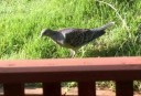 山鳩（キジバト）
