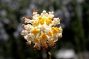 ミツマタ ２０１１年３月