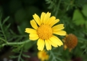 春菊