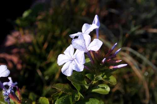 庭の花と虫