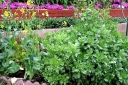 ２０１２年４月２５日 My Garden
