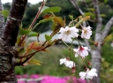 １０月桜