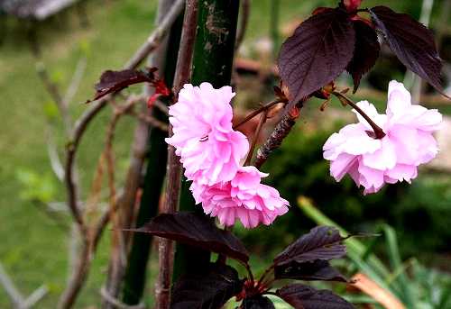 赤葉八重桜