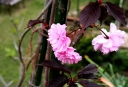 赤葉八重桜