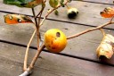 柿 初収穫 My Garden