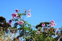 皇帝ダリア My Garden