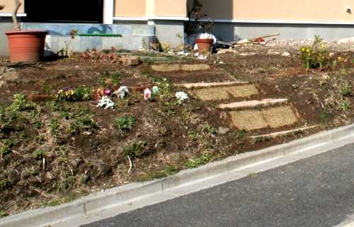 庭の花と虫