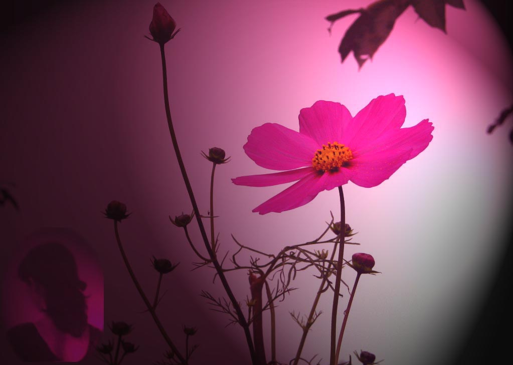 秋桜（コスモス）