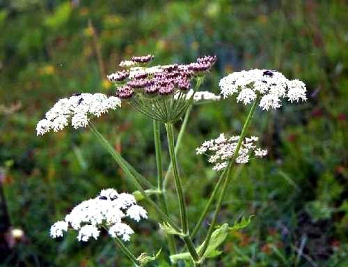 シーニゲプラッテ、スイスアルプスのお花畑