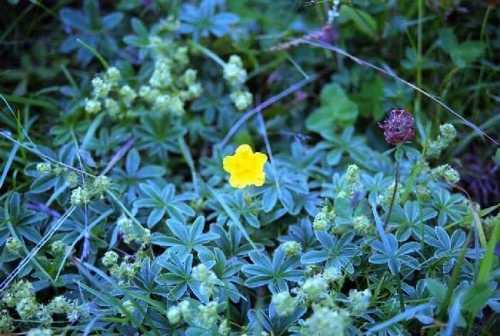 シーニゲプラッテ、スイスアルプスのお花畑