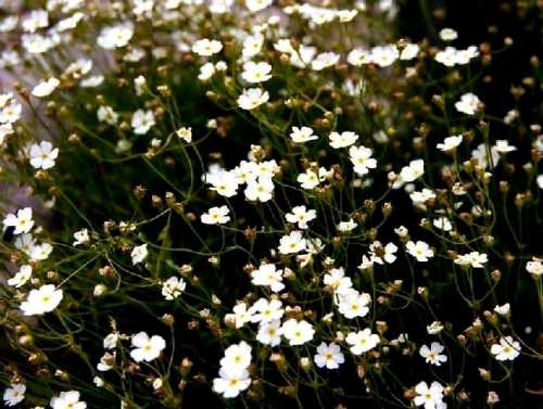 シーニゲプラッテ、スイスアルプスのお花畑