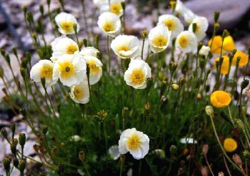 シーニゲプラッテ、スイスアルプスのお花畑