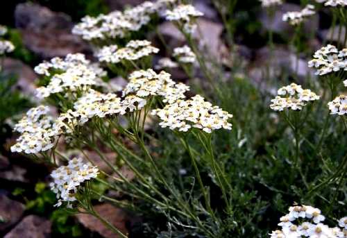 シーニゲプラッテ、スイスアルプスのお花畑