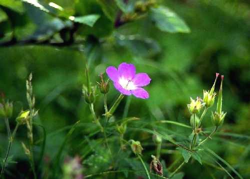 シーニゲプラッテ、スイスアルプスのお花畑