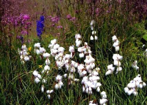 シーニゲプラッテ、スイスアルプスのお花畑