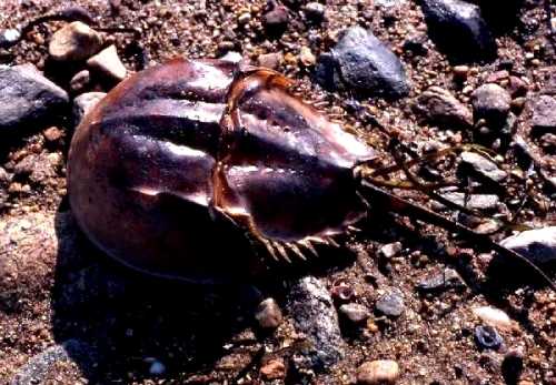 カブトガニ アケーディア メイン