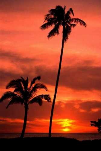 ハワイの夕日